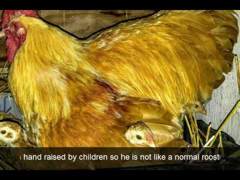 Orp the Rooster Education